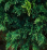 Juniperus sabina 'Tamariscifolia'.png